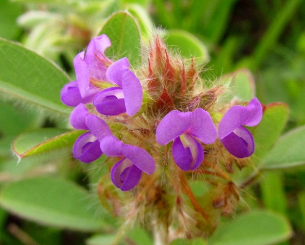 La Plante desmodium adscendens ( fleurs, feuilles, tiges)